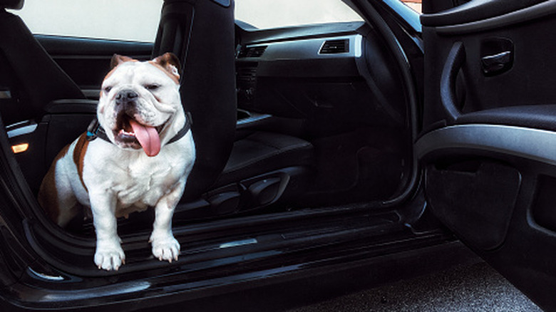 Bulldog getting out of a car