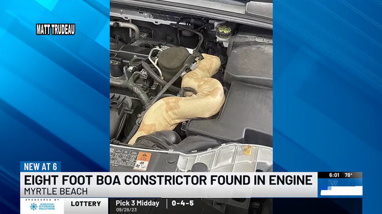 A screenshot of a boa constrictor inside a Ford Focus engine bay