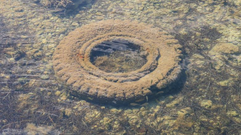A decaying tire in shallow Floridian water covered in grime