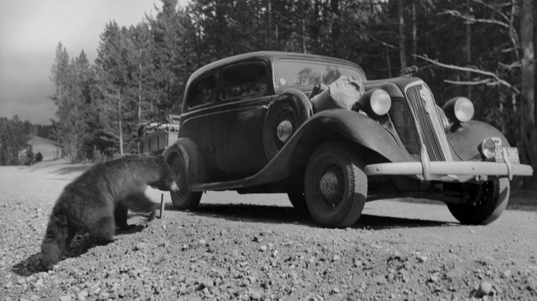 A black bear approaching a tourist's car to beg for food in Yellowstone National Park, Wyoming, in 1935.
