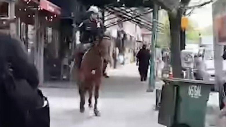 NYC horse chase