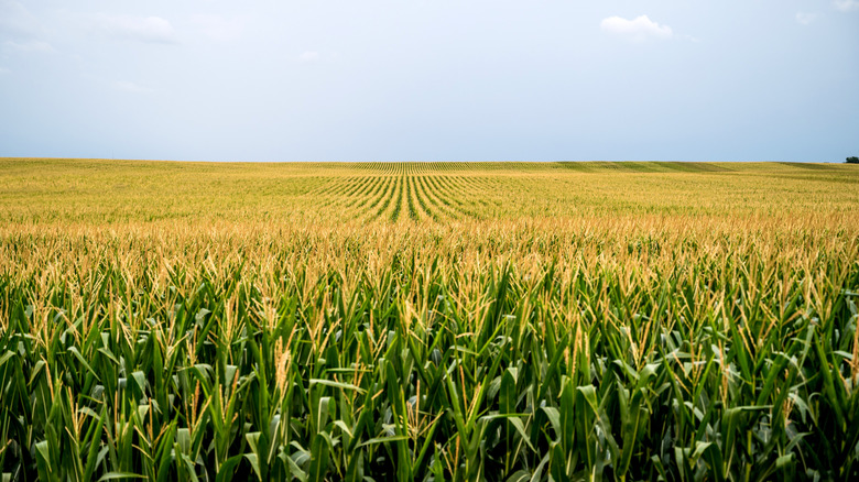 Corn Field