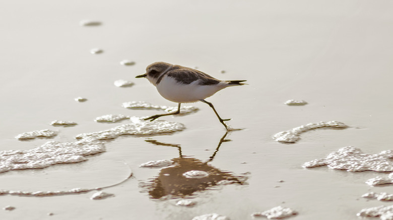 Western Snowy Plover. This small bird is listed as a threatened on the endangered species list due to loss of safe breeding habitats. The plover often makes its nest on sandy beaches where beach goers step on the plover's eggs. Rising sea levels from global warming also threaten the plover's habitat. Population estimations are around 2600 on the Pacific coast. The plover's lifespan is about 3 years. A person walking through the plover nesting area on Dockweiler Beach. (Photo by Ted Soqui/Corbis via Getty Images)